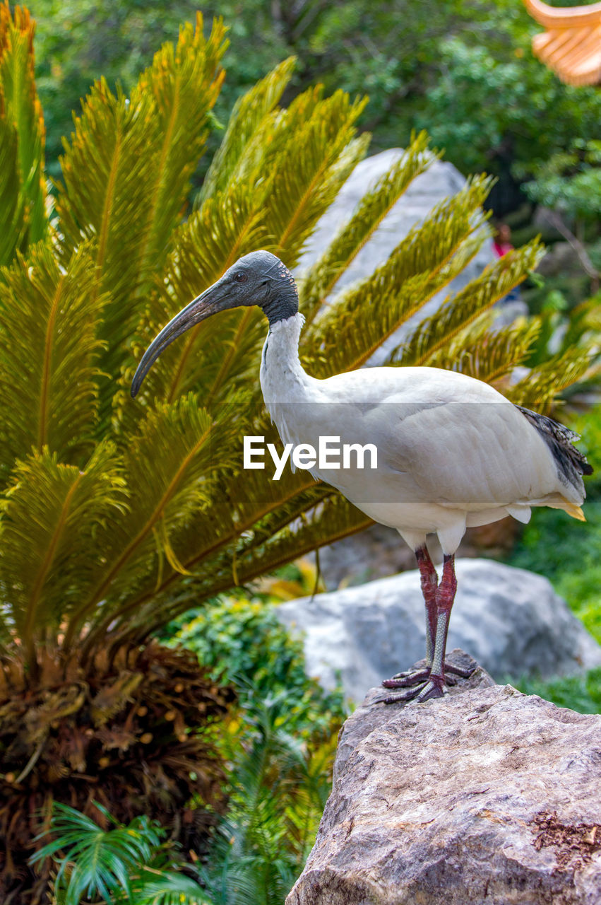 BIRD PERCHING ON ROCK AGAINST TREES