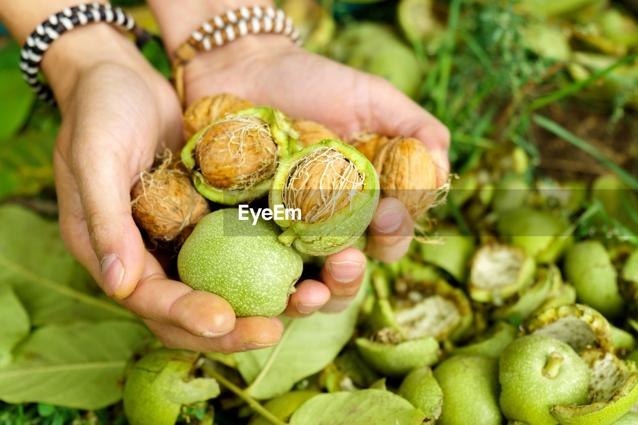 cropped hand of woman holding chestnuts