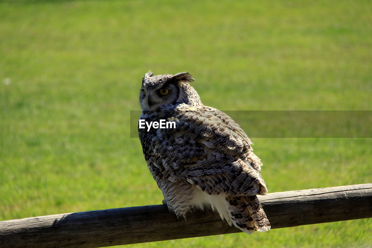 EAGLE PERCHING ON WOOD