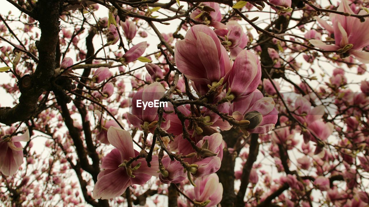 CLOSE-UP OF PINK FLOWERS BLOOMING IN TREE