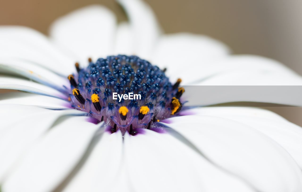 Close-up of purple flower