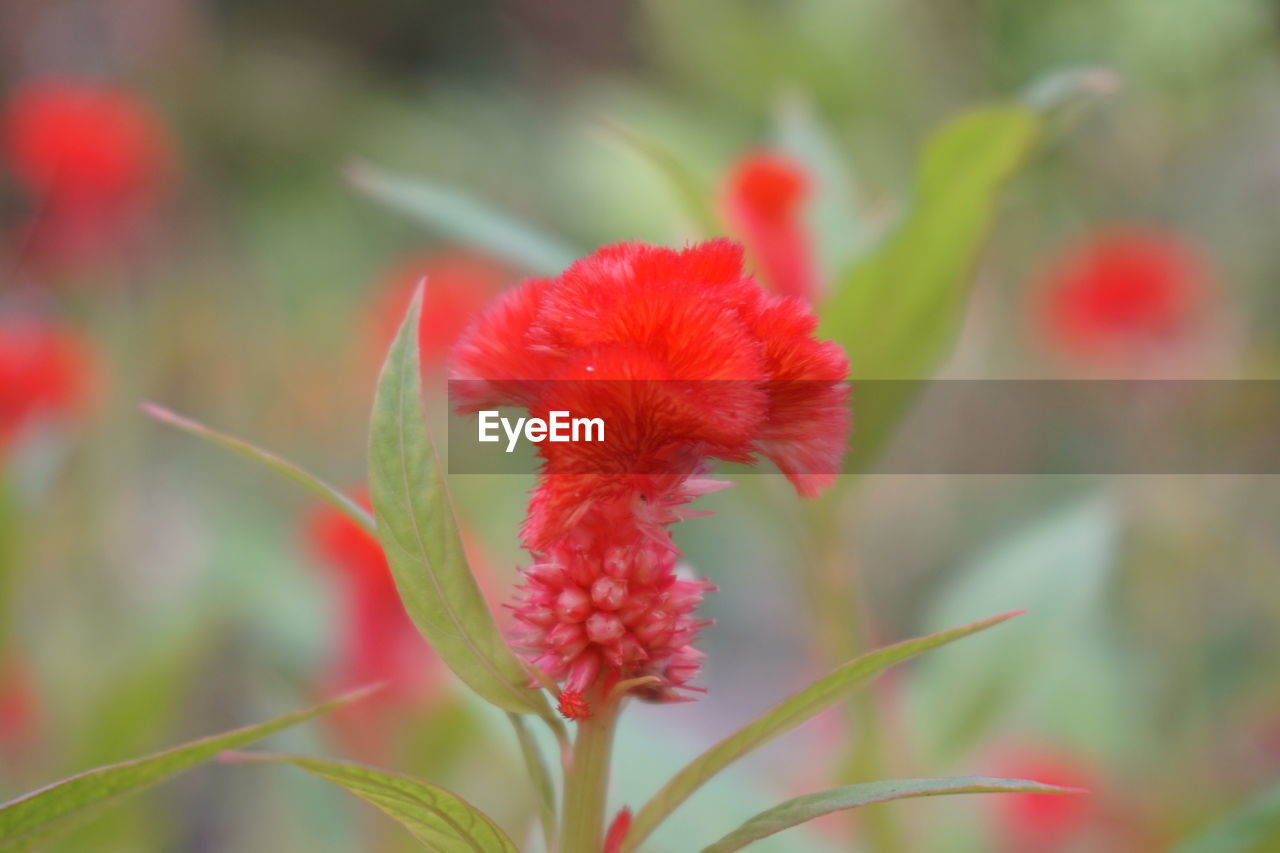 CLOSE-UP OF RED ROSE FLOWER