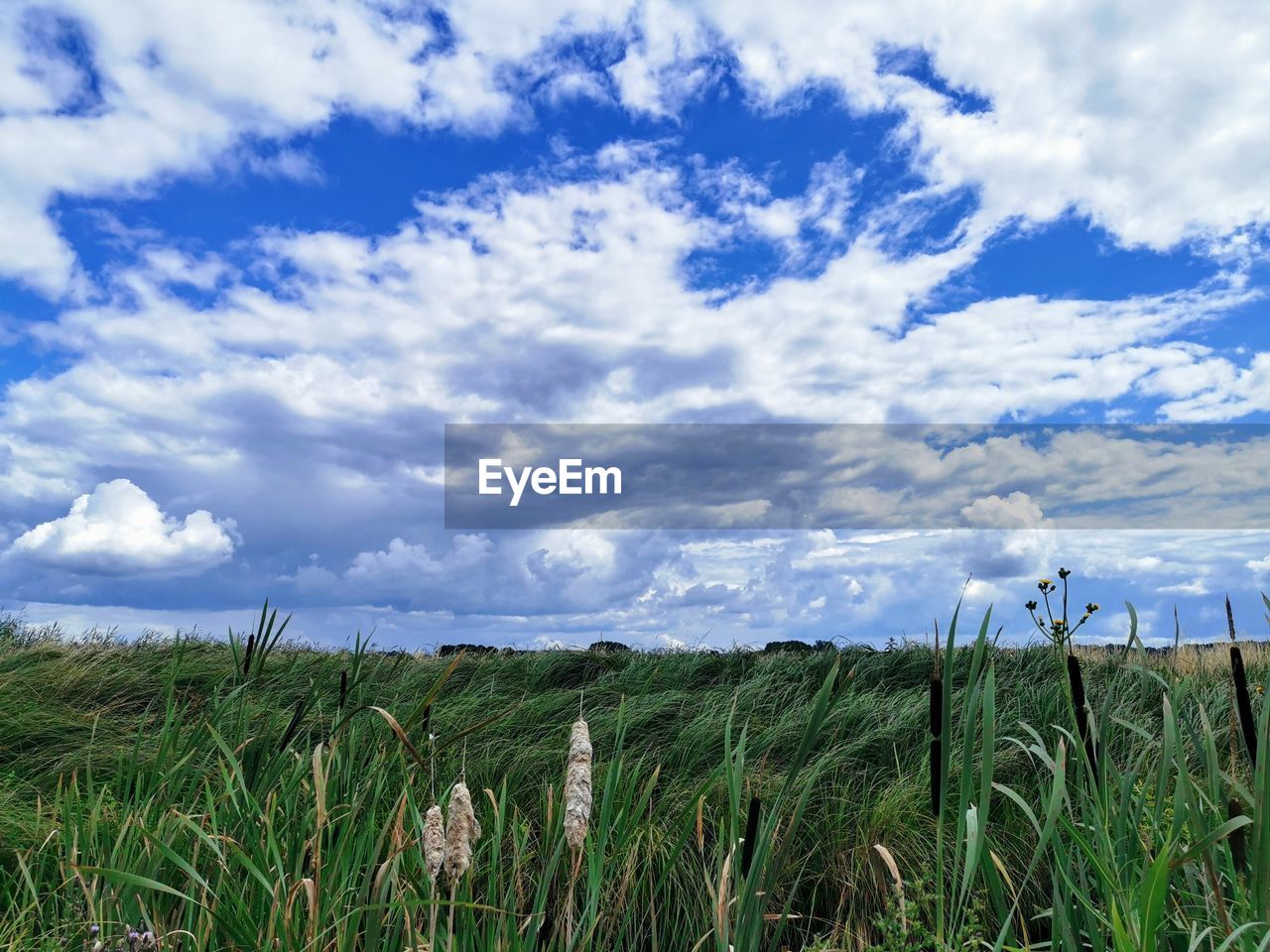 SCENIC VIEW OF FARM AGAINST SKY