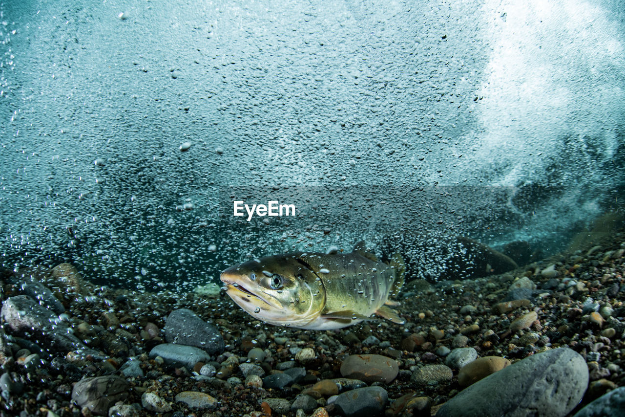 Pink salmon's run in rausu, hokkaido , japan