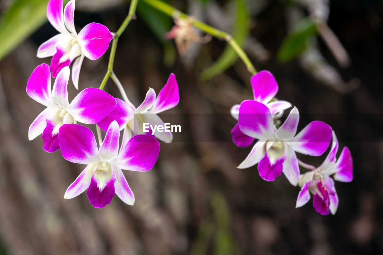 CLOSE-UP OF PINK FLOWERING PURPLE FLOWERS