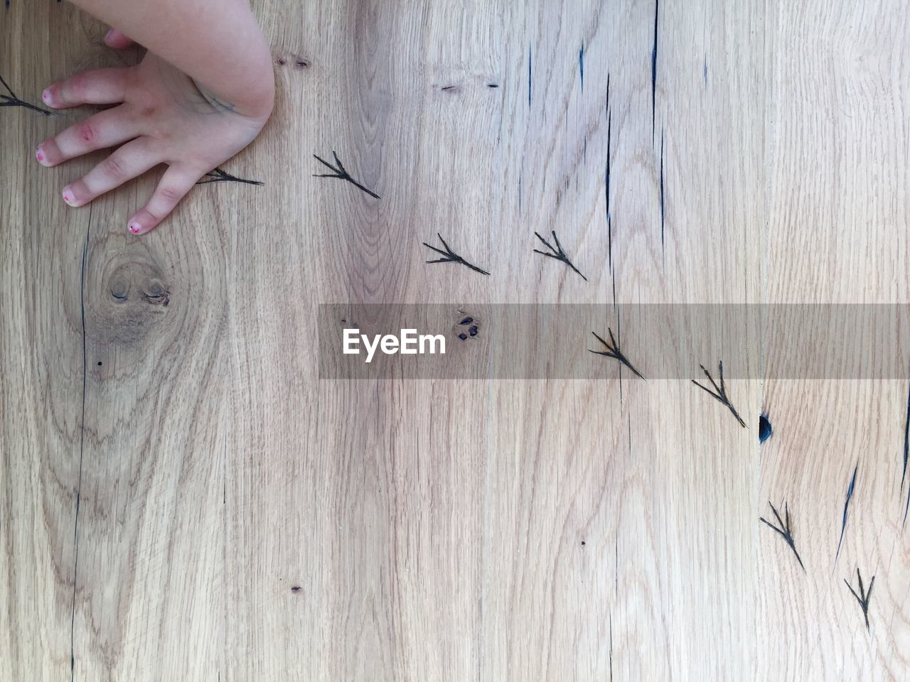 Bird tracks on wooden floor