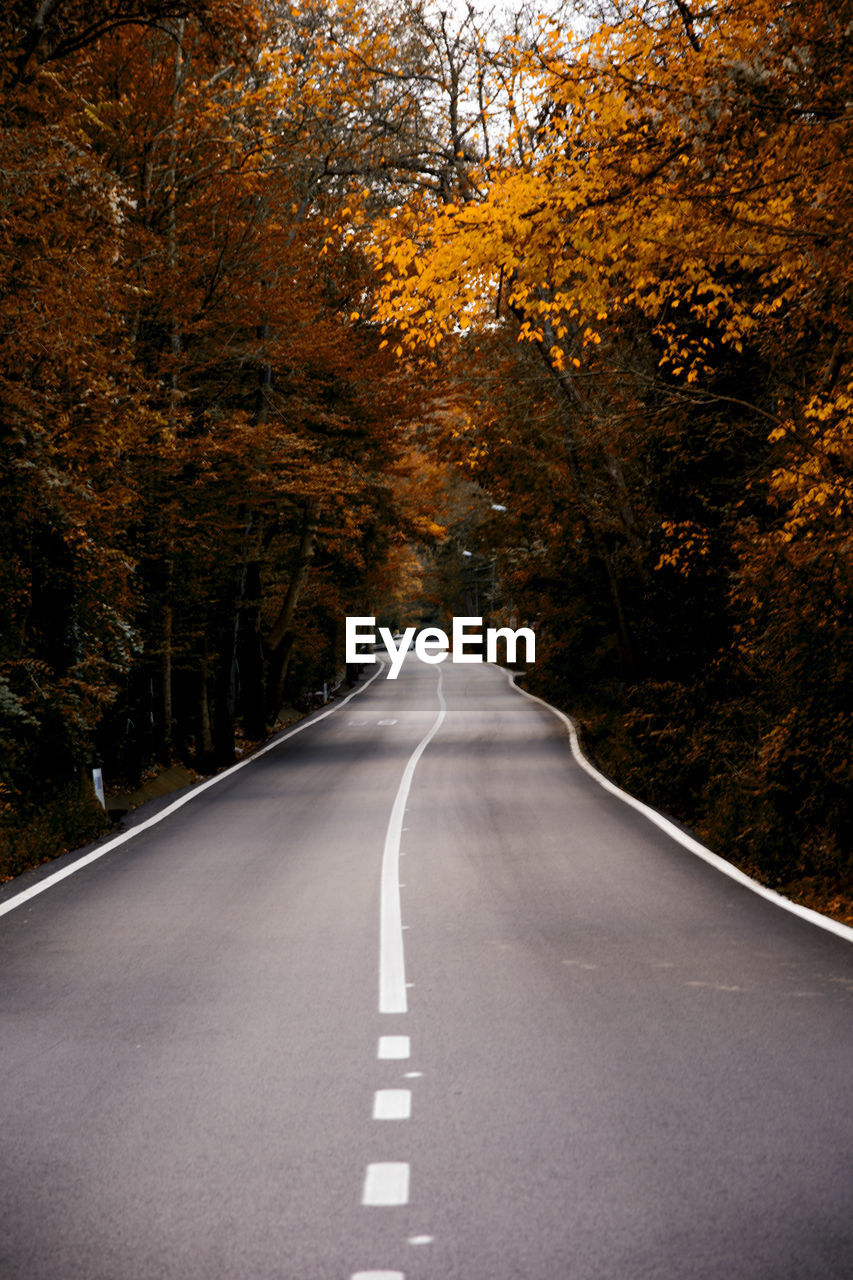 Empty road along trees