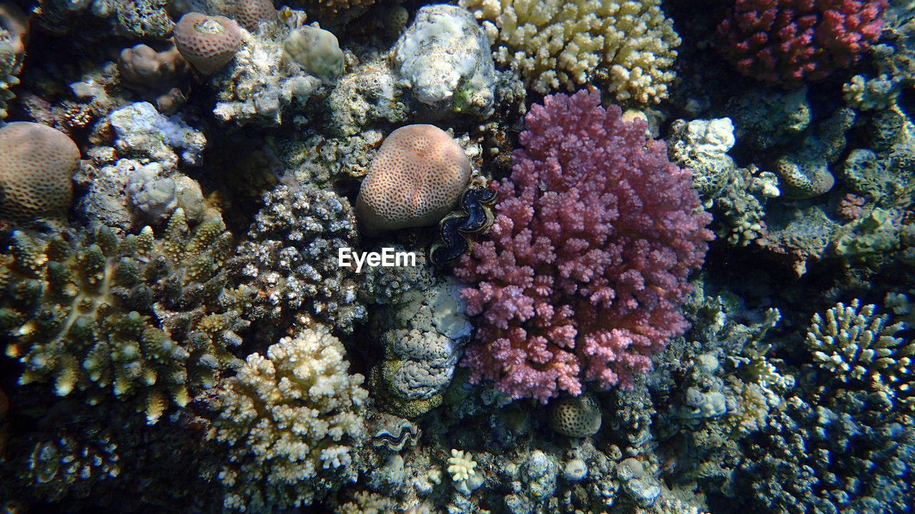 coral reef, reef, marine biology, natural environment, undersea, sea life, coral, sea, underwater, animal, animal wildlife, marine, nature, wildlife, water, animal themes, no people, beauty in nature, stony coral, coral reef fish, marine invertebrates, aquarium, high angle view, outdoors, growth, multi colored, close-up