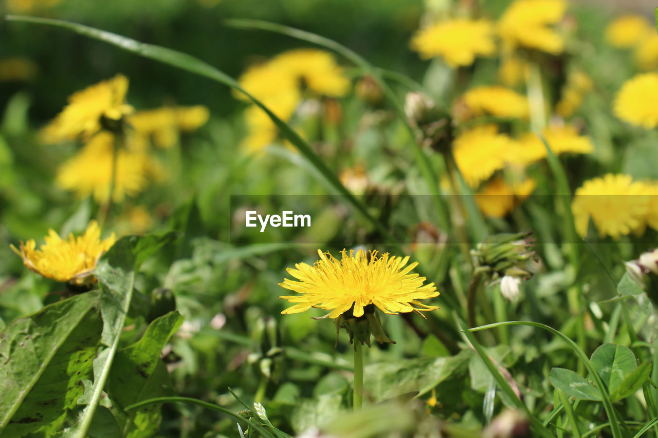 CLOSE-UP OF FRESH SUNFLOWERS BLOOMING ON FIELD