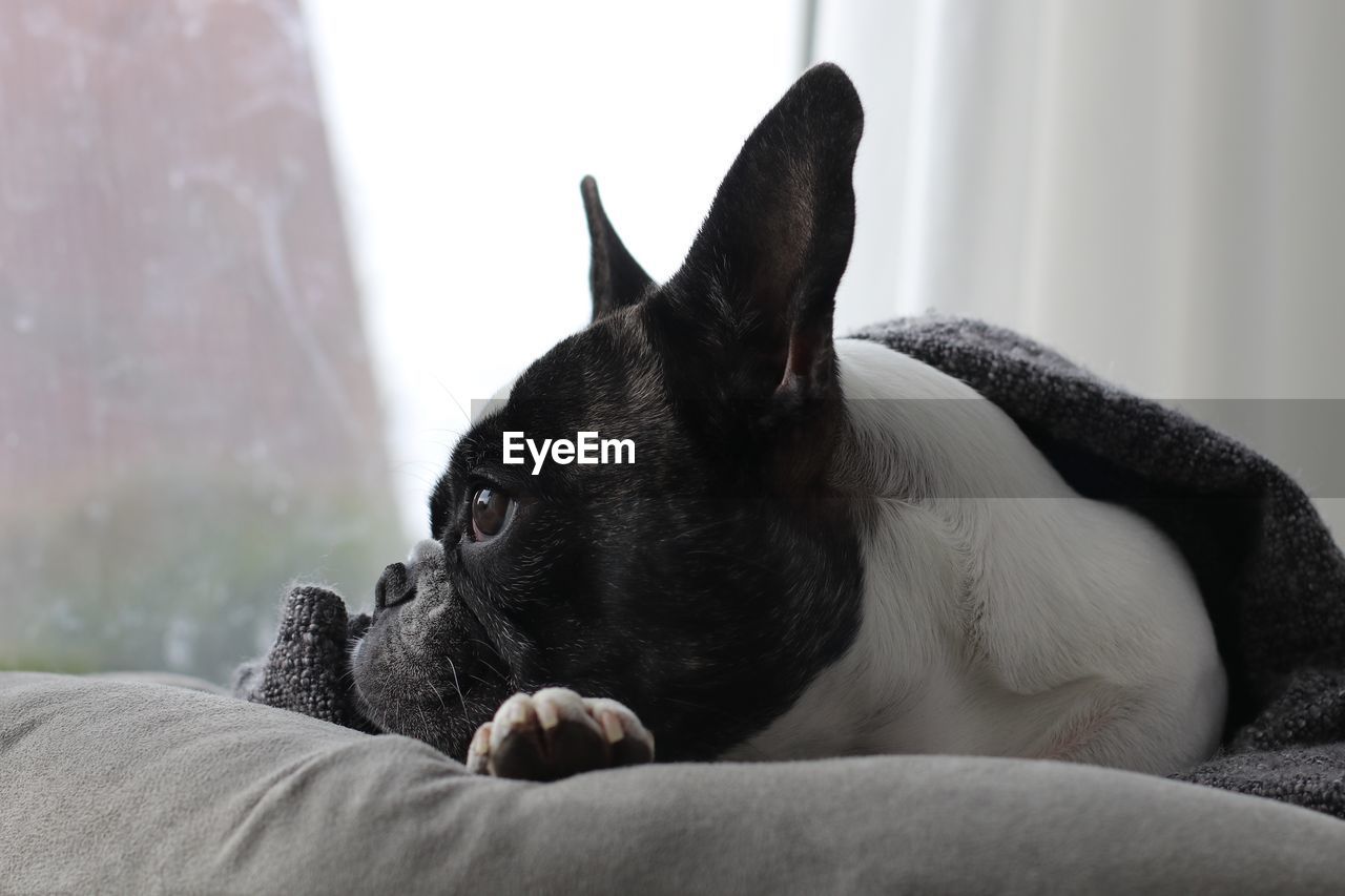 Close-up of boston terrier relaxing on sofa at home