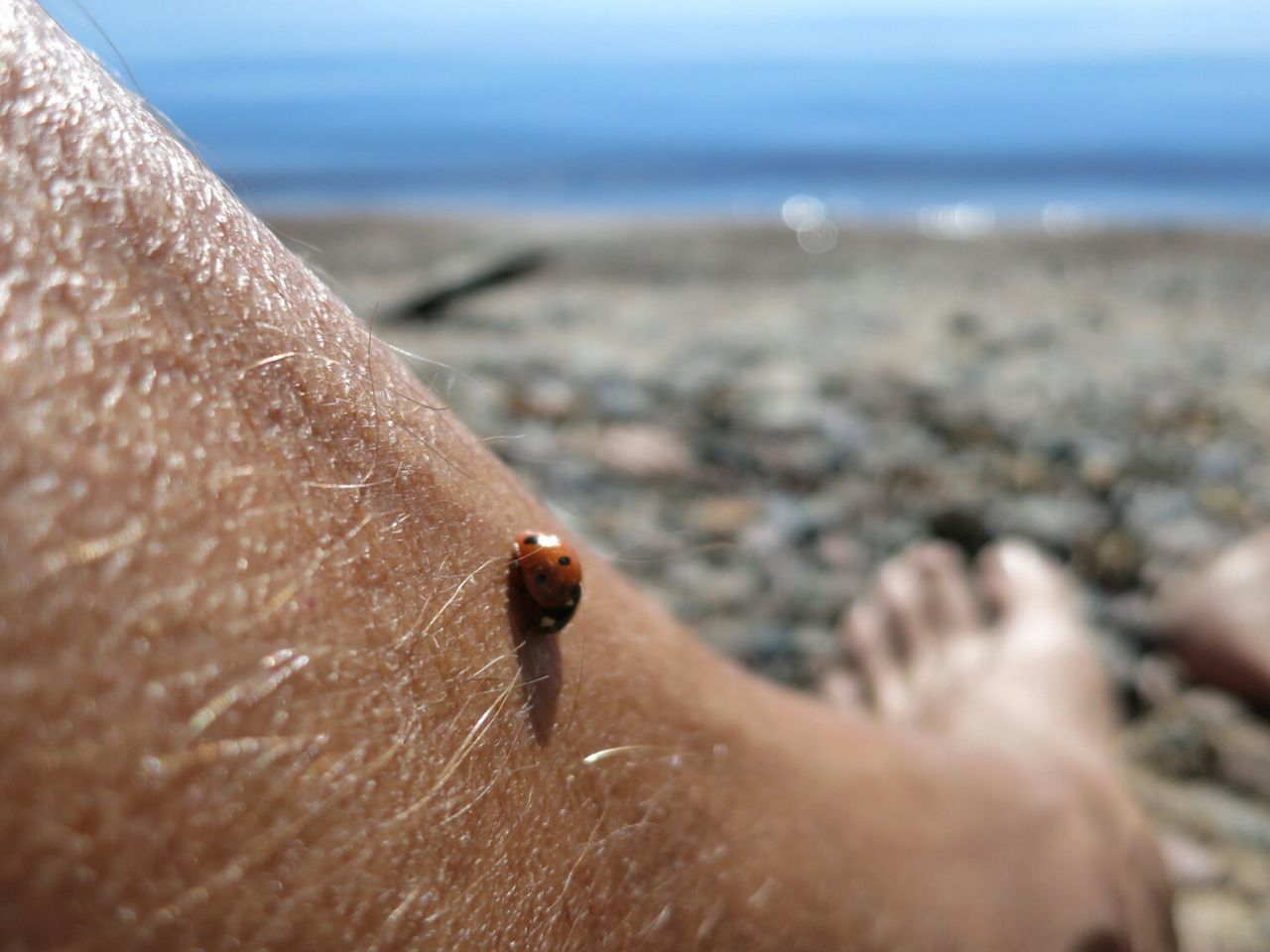 Close-up of ladybug on man leg at beach