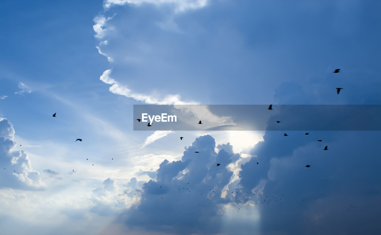 Low angle view of birds flying in sky