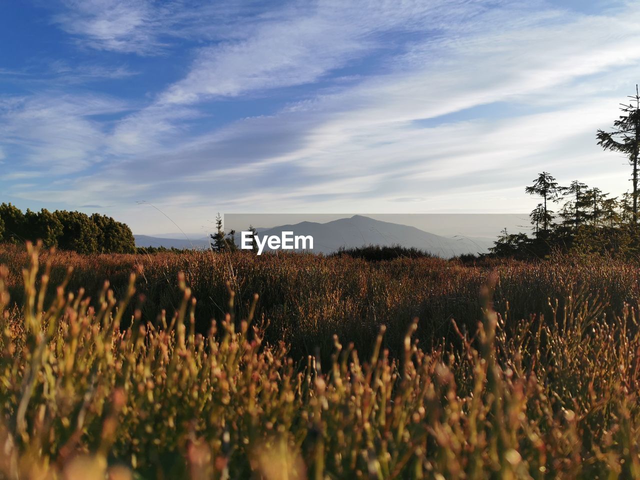 Crops growing on field against sky