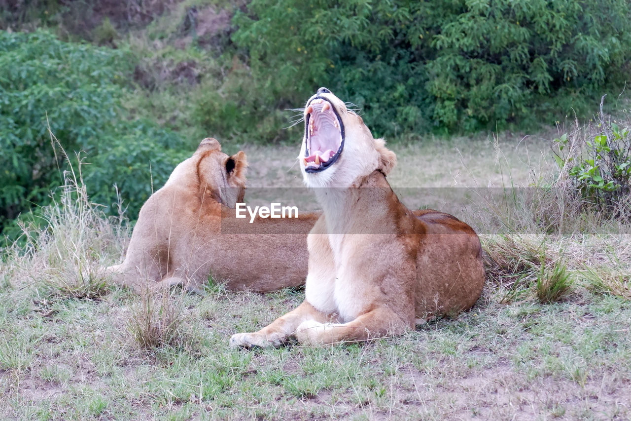 Lioness yawns after a nap in the maasai mara, kenya