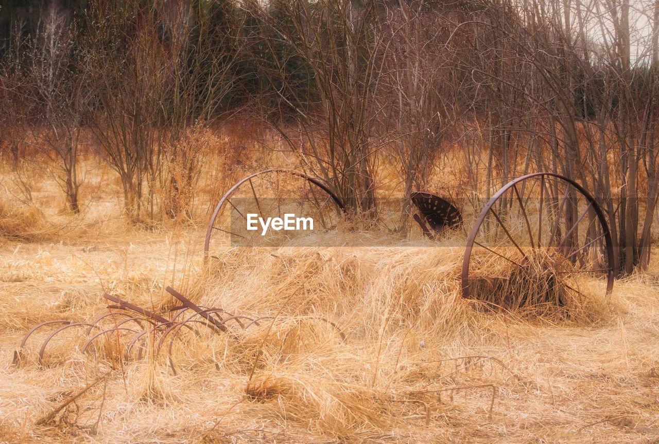 BARE TREES IN FIELD