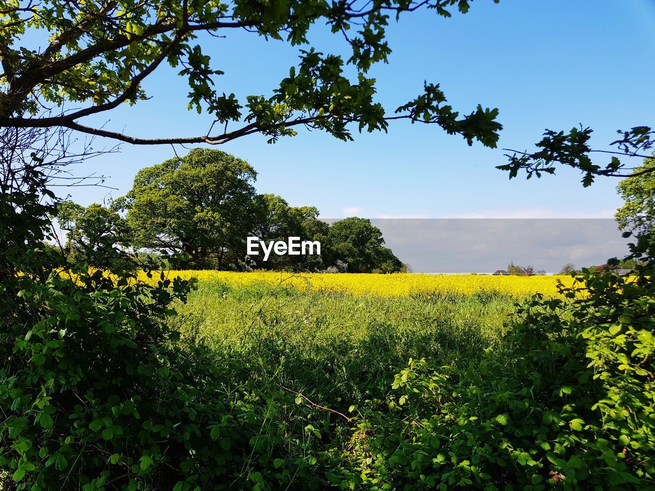 Scenic view of oilseed rape field against sky