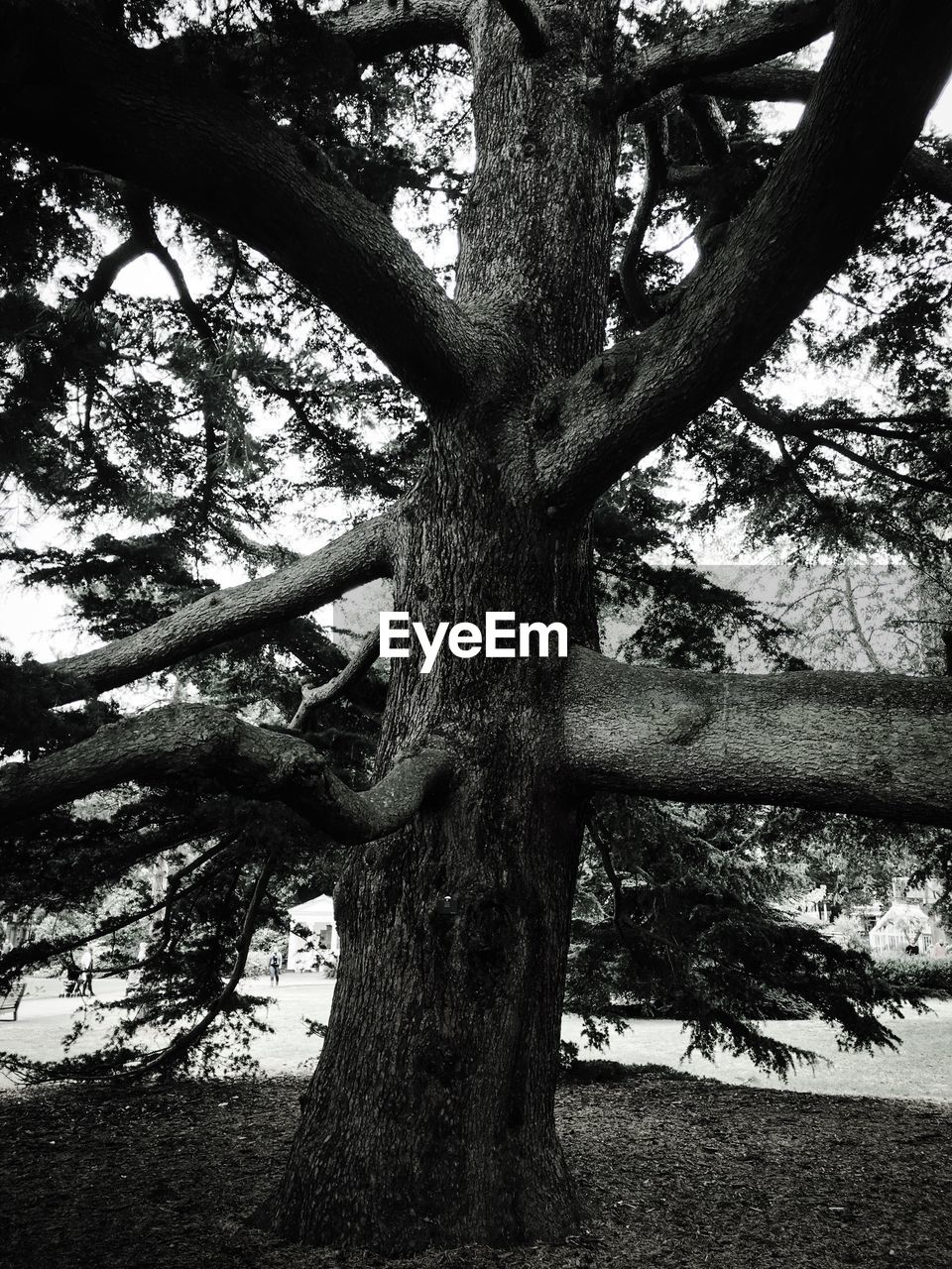 LOW ANGLE VIEW OF TREES IN PARK