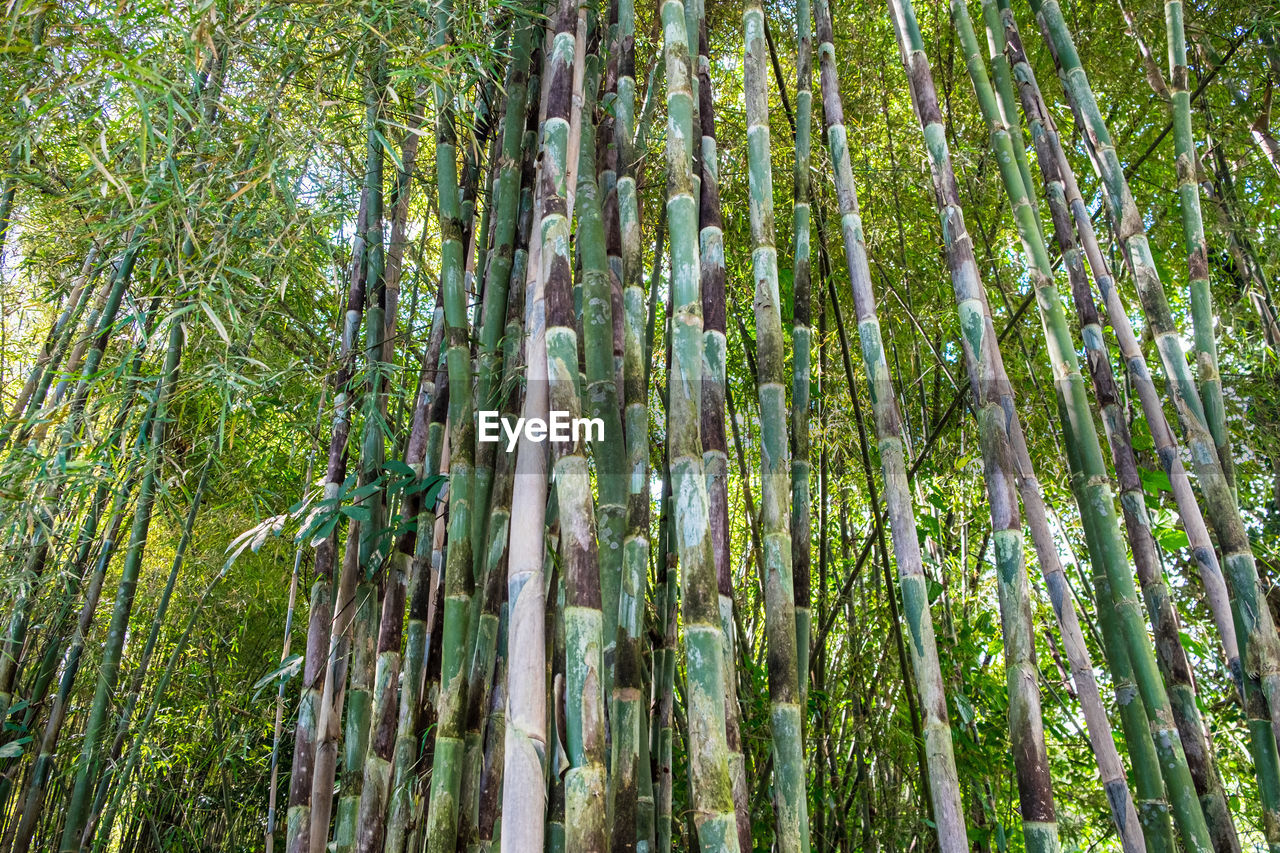 FULL FRAME SHOT OF BAMBOO TREES