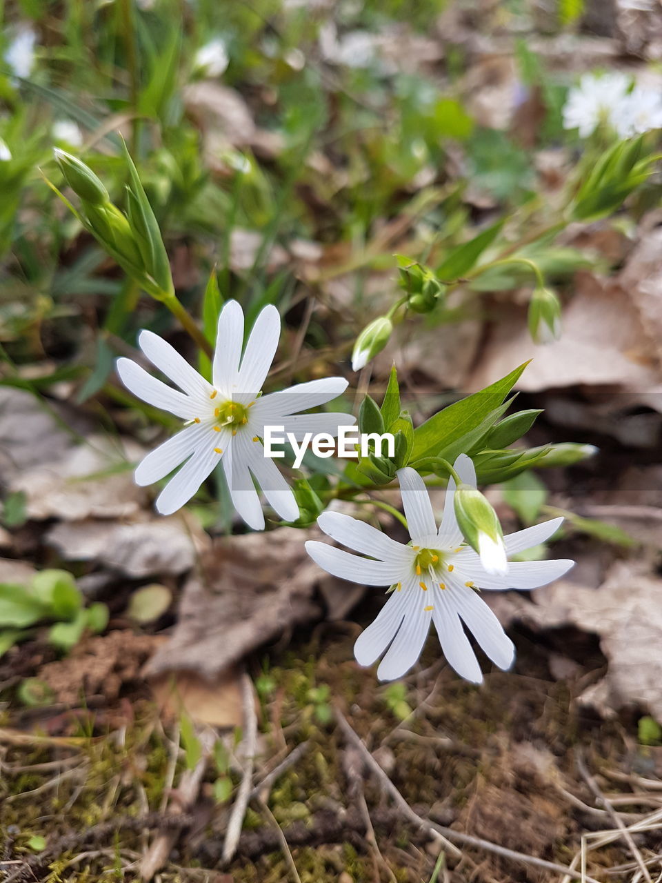 CLOSE-UP OF WHITE FLOWERS BLOOMING