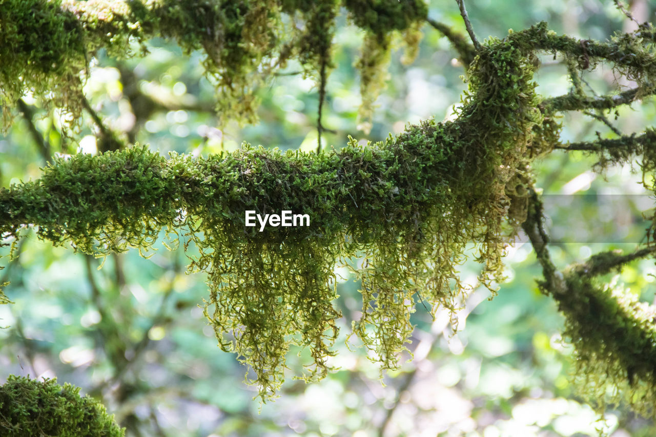 CLOSE-UP OF LICHEN GROWING ON BRANCH