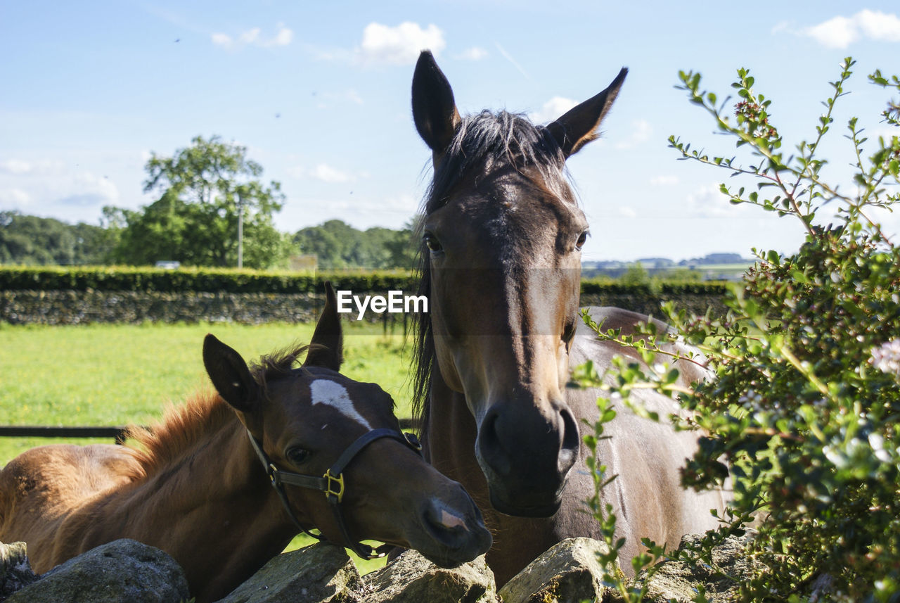 Close-up of horses on field against sky