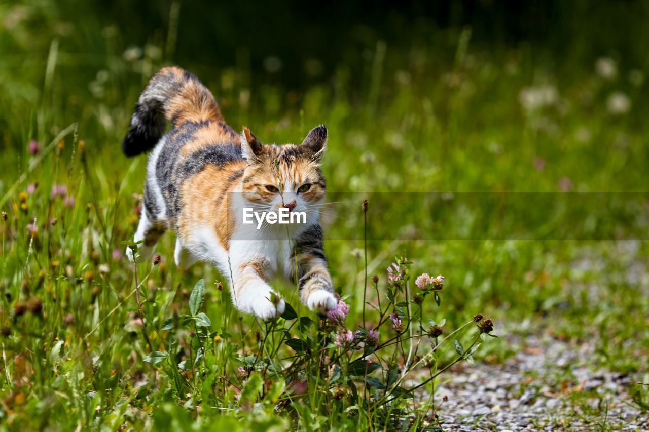 VIEW OF CAT ON FIELD