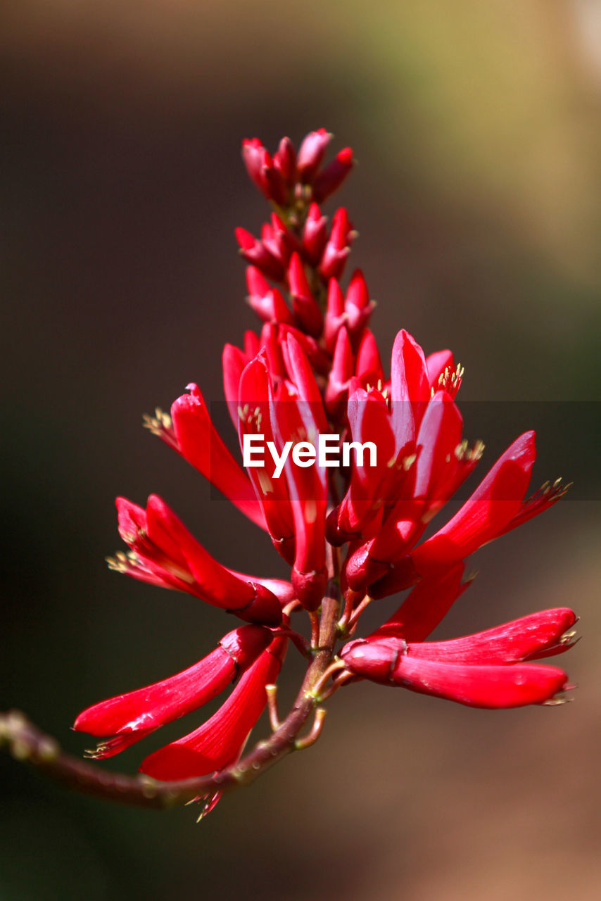 Close-up of red flowering plant 