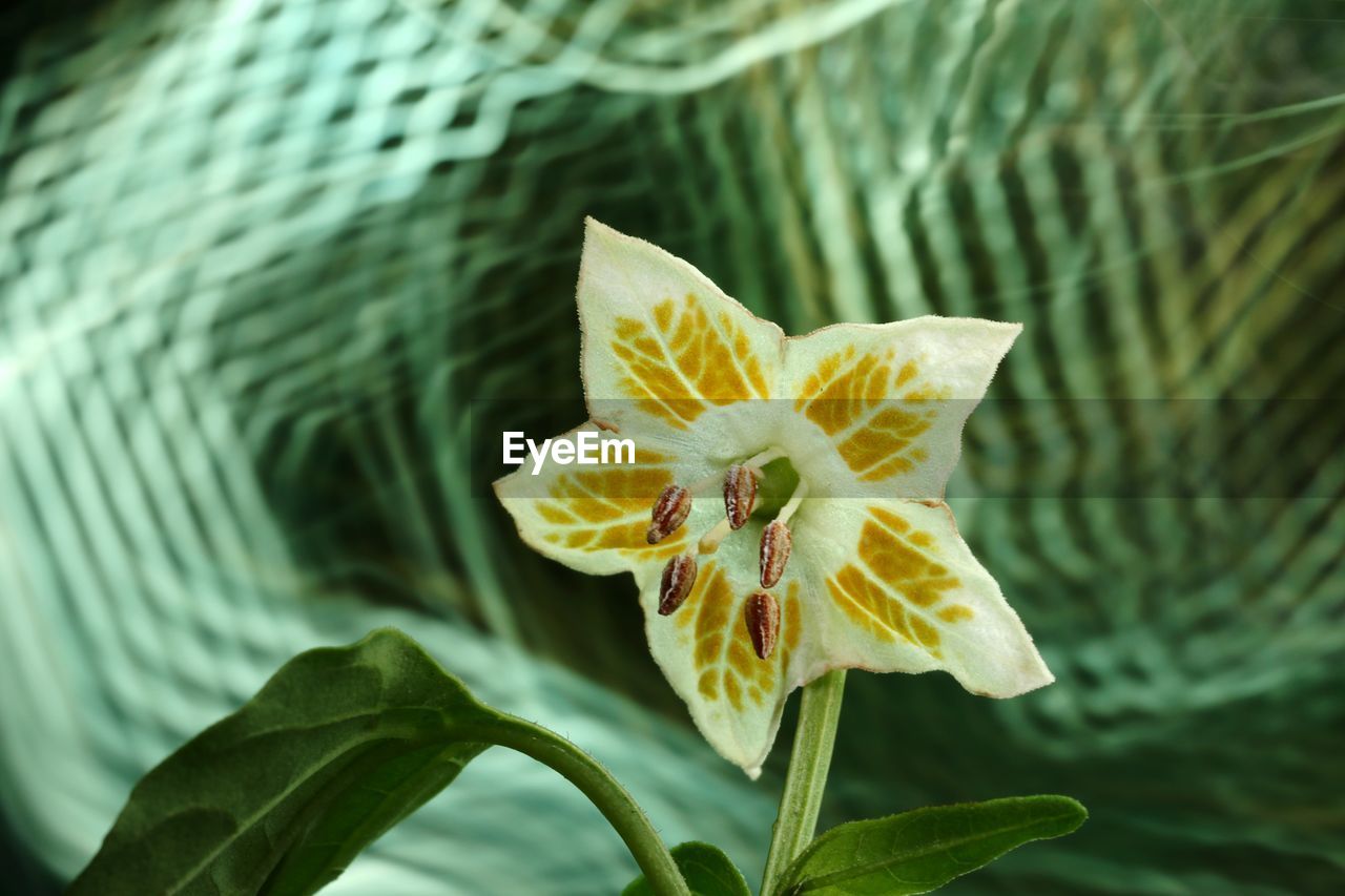 Close-up of yellow flower