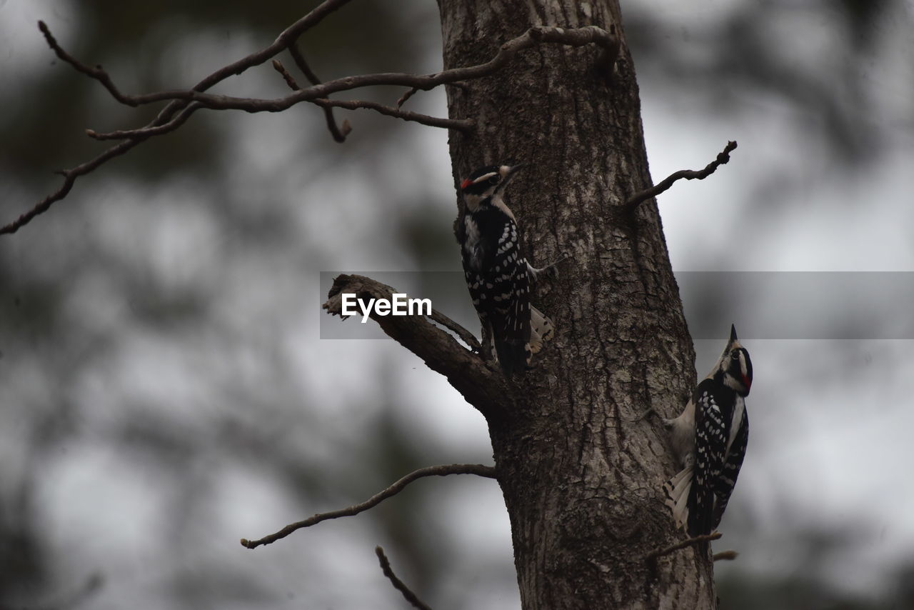 LOW ANGLE VIEW OF A BIRD PERCHING ON BRANCH