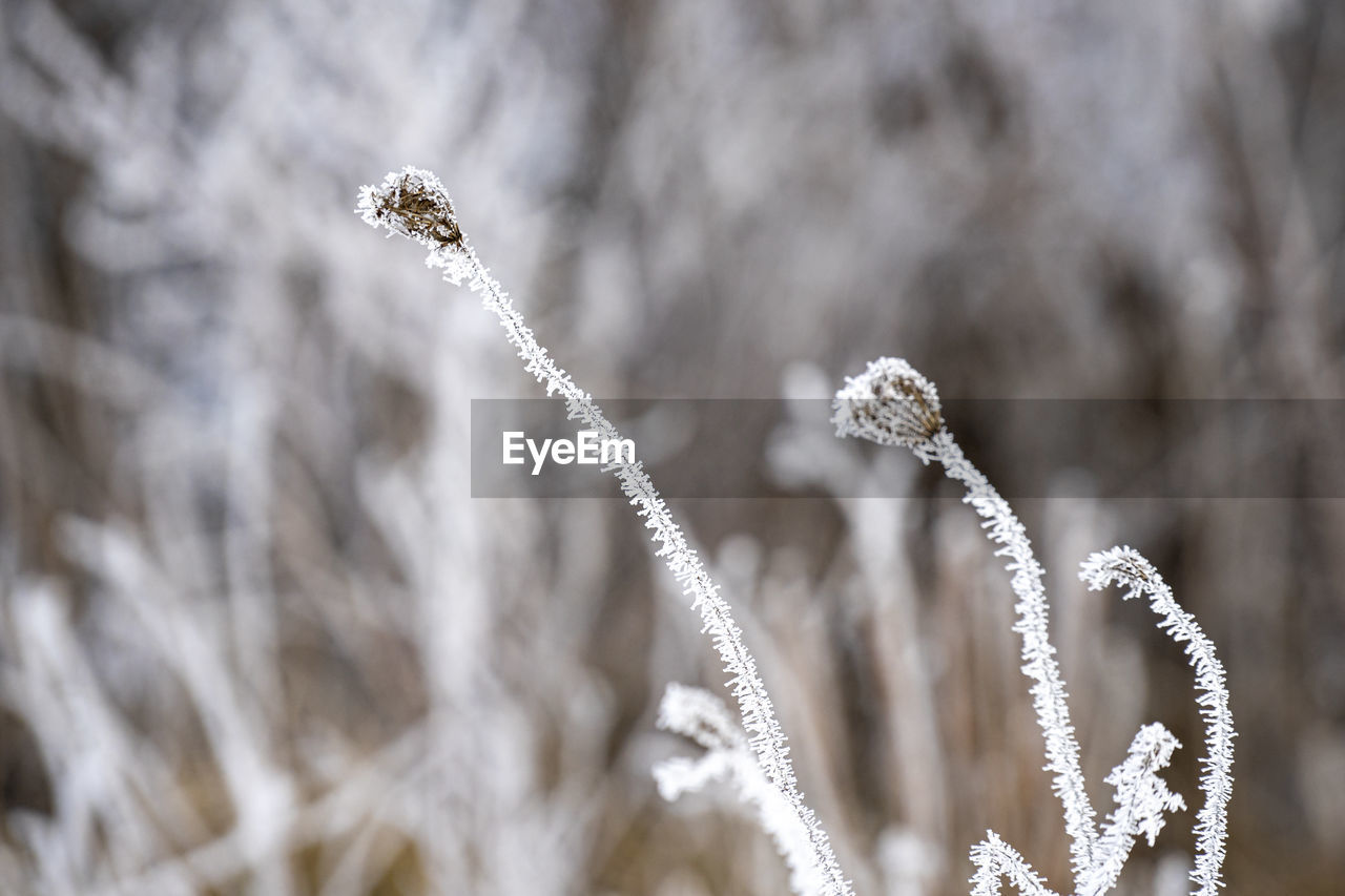 CLOSE-UP OF FROZEN PLANTS ON FIELD