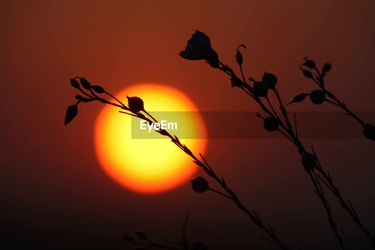 CLOSE-UP OF SILHOUETTE TREE AGAINST ORANGE SKY
