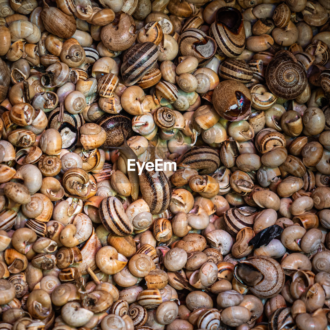 A close up of raw snails in shells alive for sale in the fish market