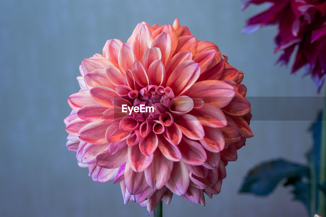 Pink dahlia in full bloom