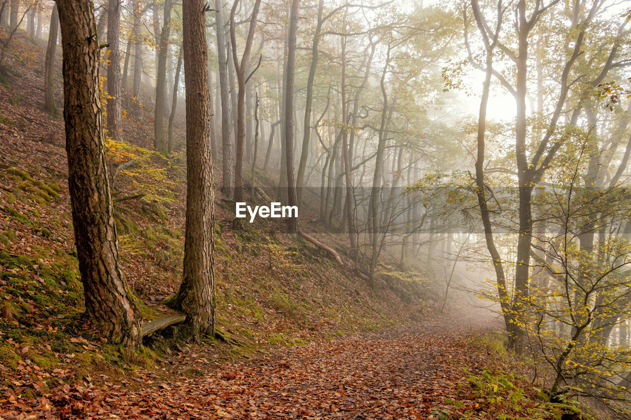 Trees in forest during autumn