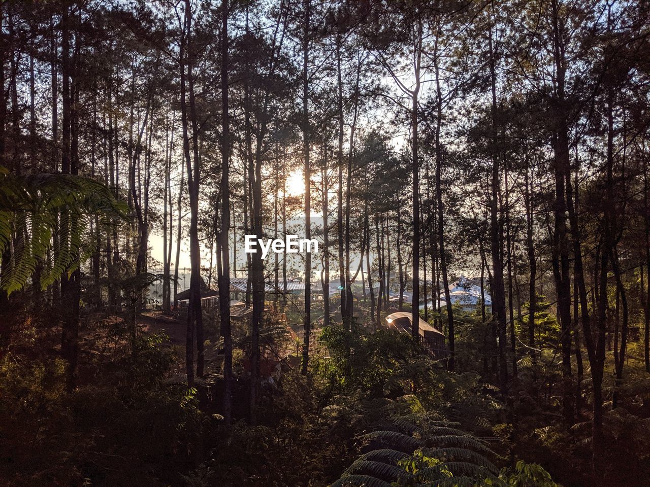 View of a dog in the forest