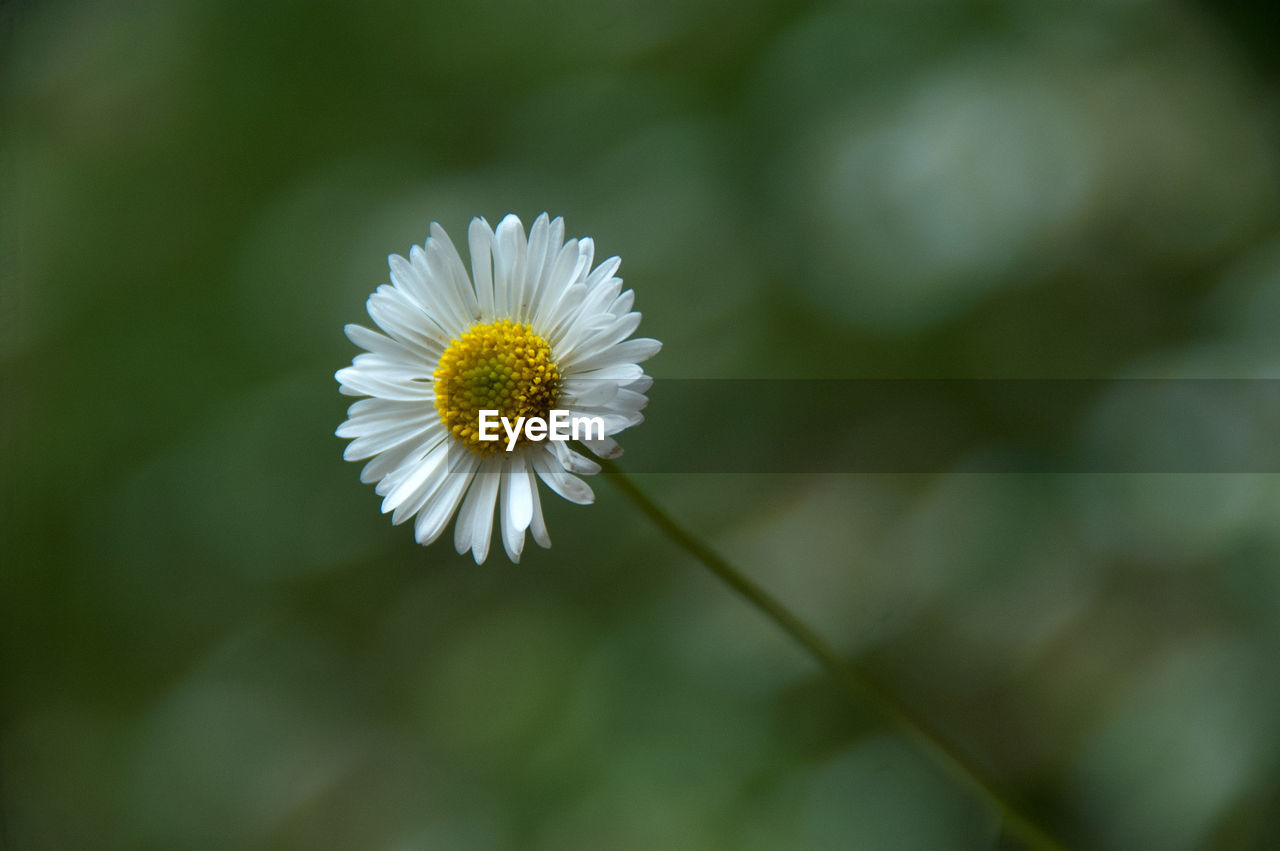 Close-up of white daisy flowers