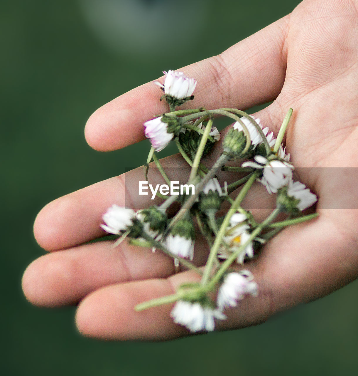 CLOSE-UP OF HANDS HOLDING FLOWER