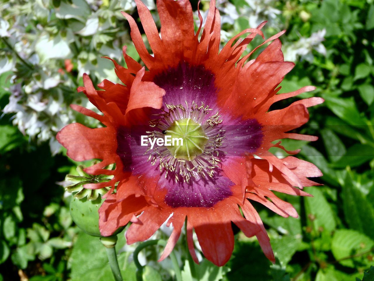 CLOSE-UP OF FLOWER BLOOMING