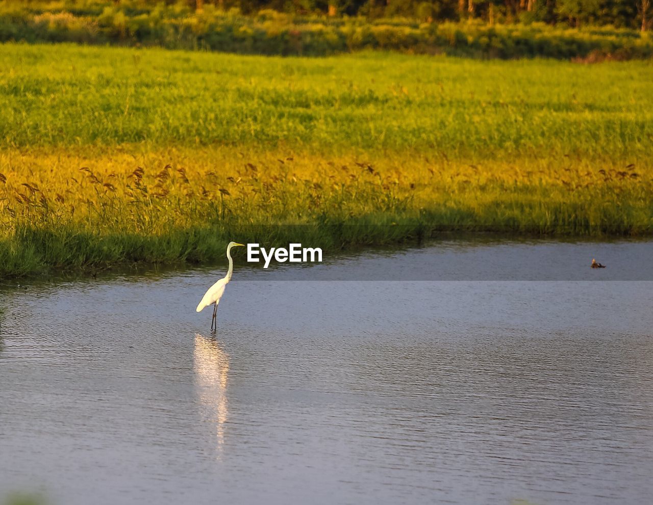 HIGH ANGLE VIEW OF SEAGULL PERCHING ON GRASS