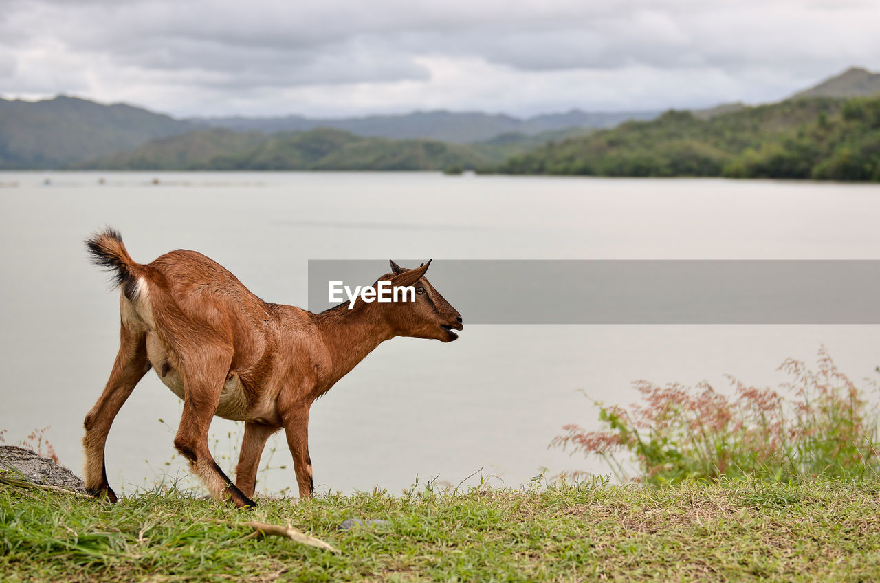 COW STANDING ON FIELD