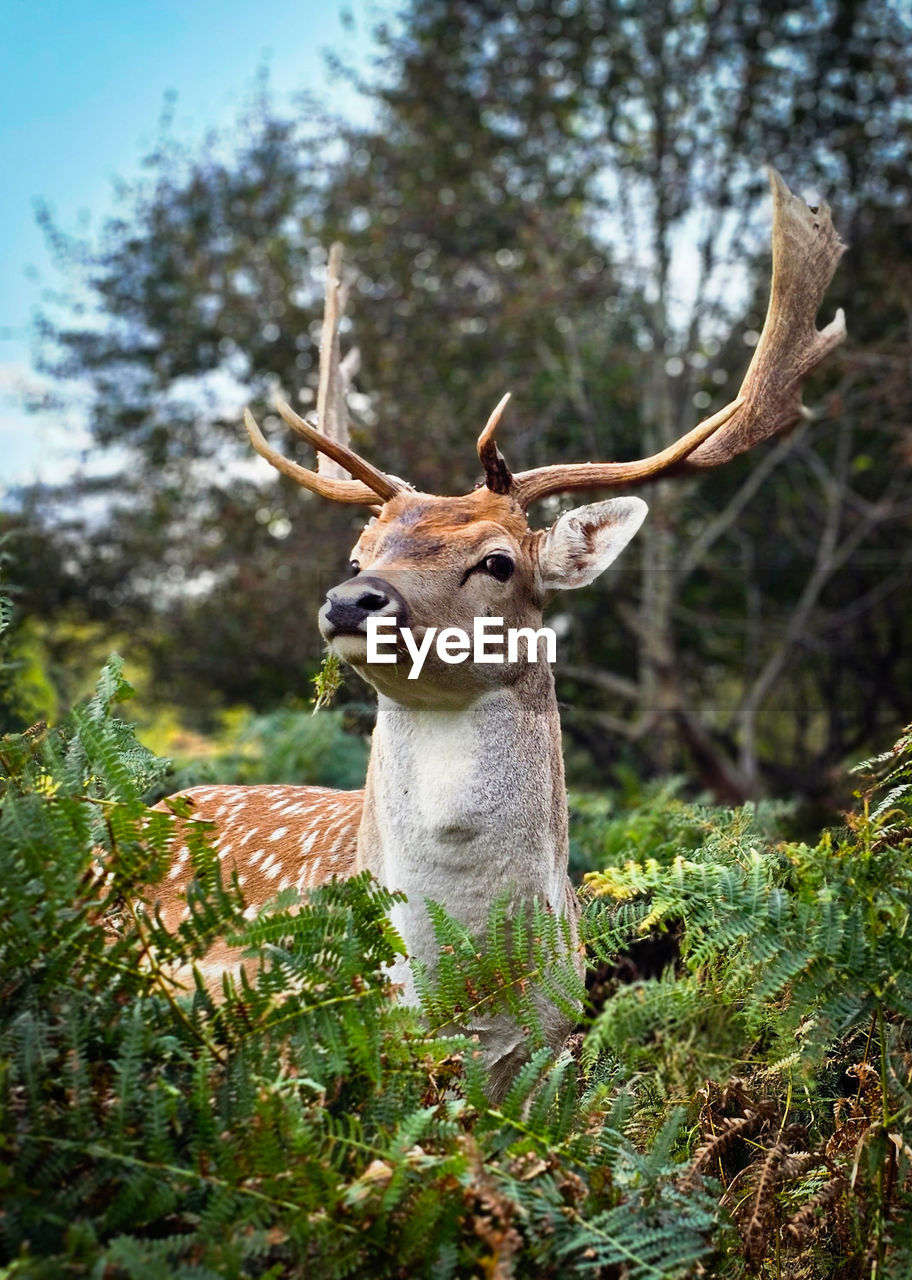 close-up of deer on tree