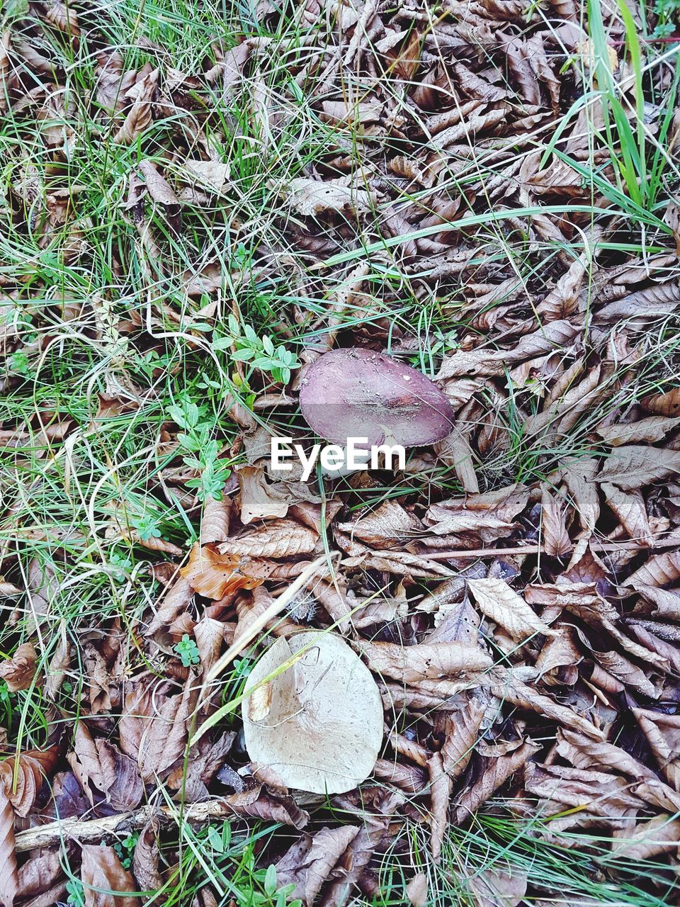 CLOSE-UP OF MUSHROOM ON FIELD