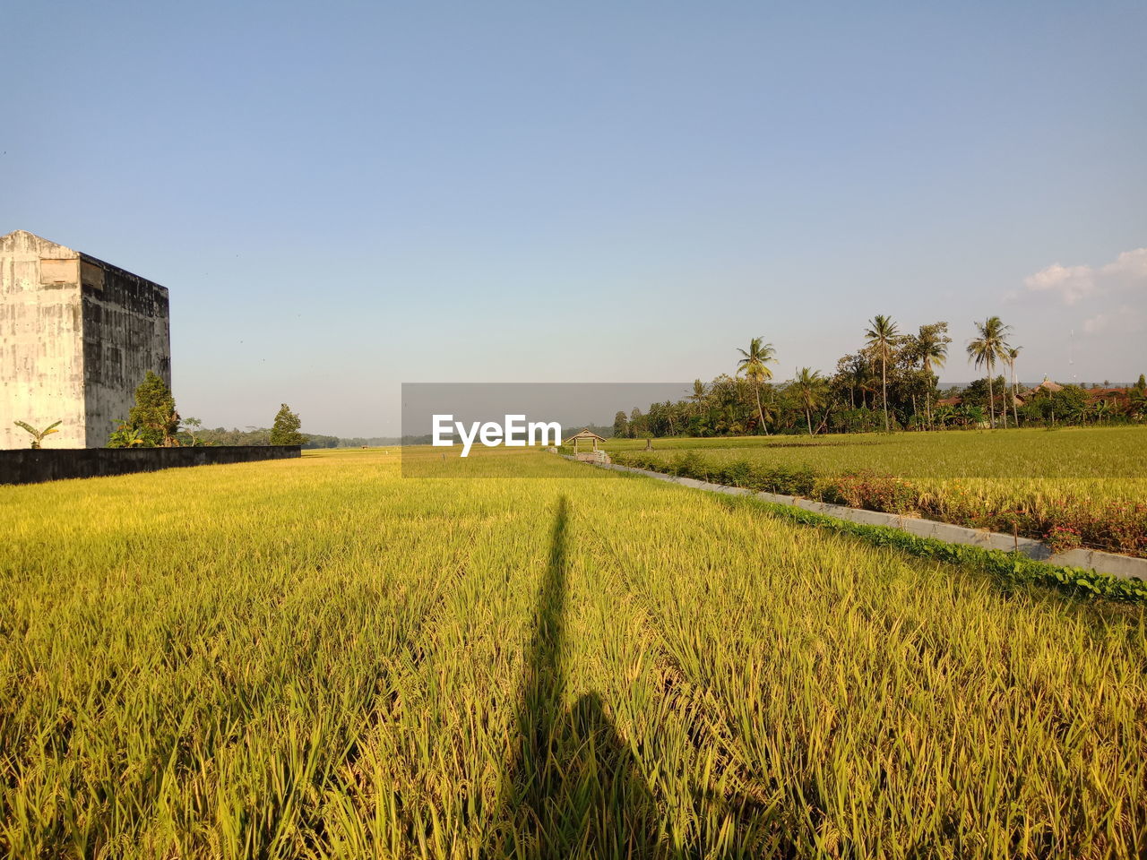 Scenic view of agricultural field against clear sky