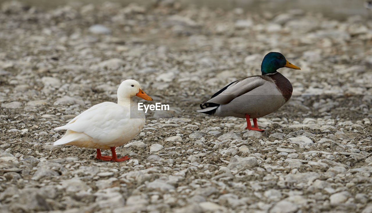 bird, animal themes, animal, animal wildlife, wildlife, group of animals, duck, beak, two animals, ducks, geese and swans, nature, water bird, close-up, no people, land, selective focus, poultry, day, beach, outdoors