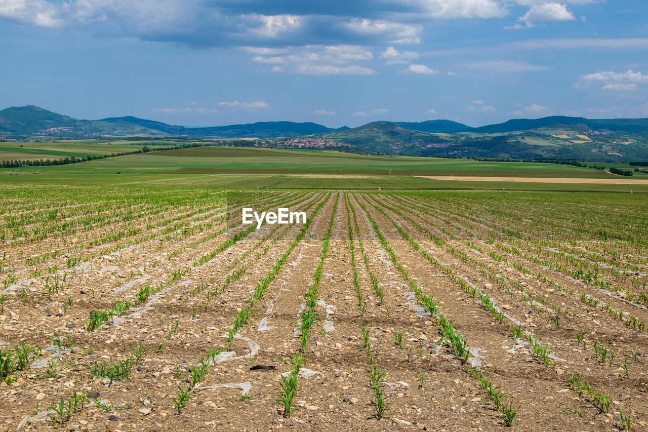 SCENIC VIEW OF FARMS AGAINST SKY