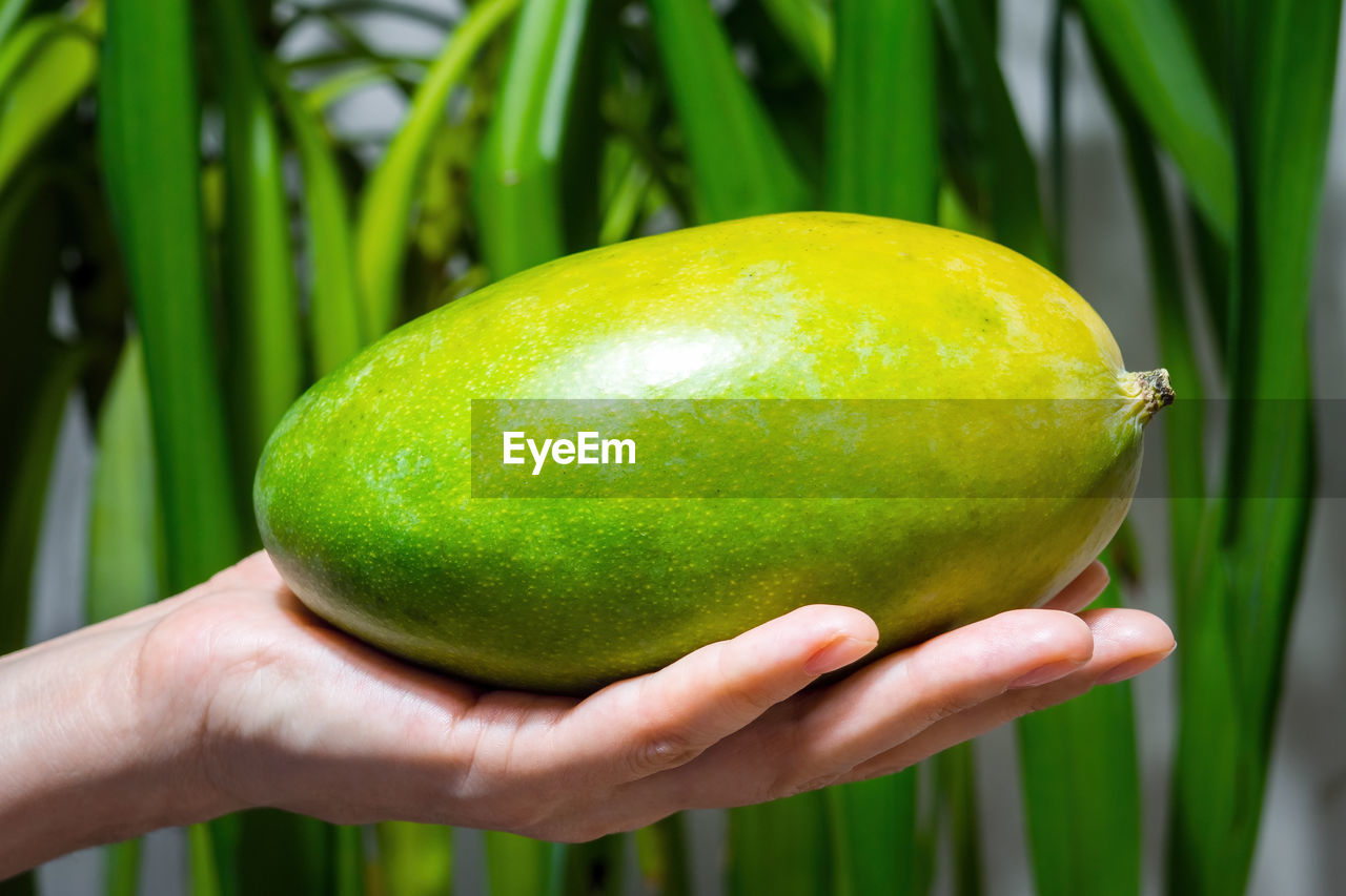 Ripe fresh mango in human hand, woman arm hold yellowish-green fruit on green leaves background