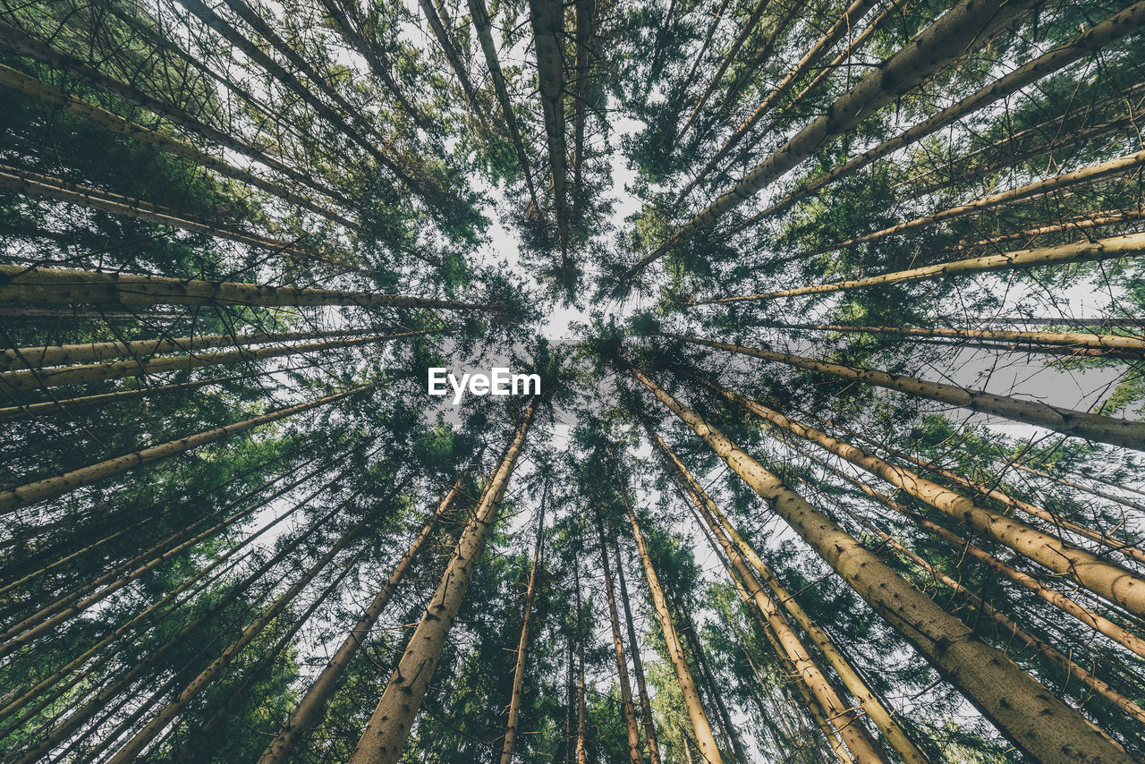 Low angle view of pine tree in forest