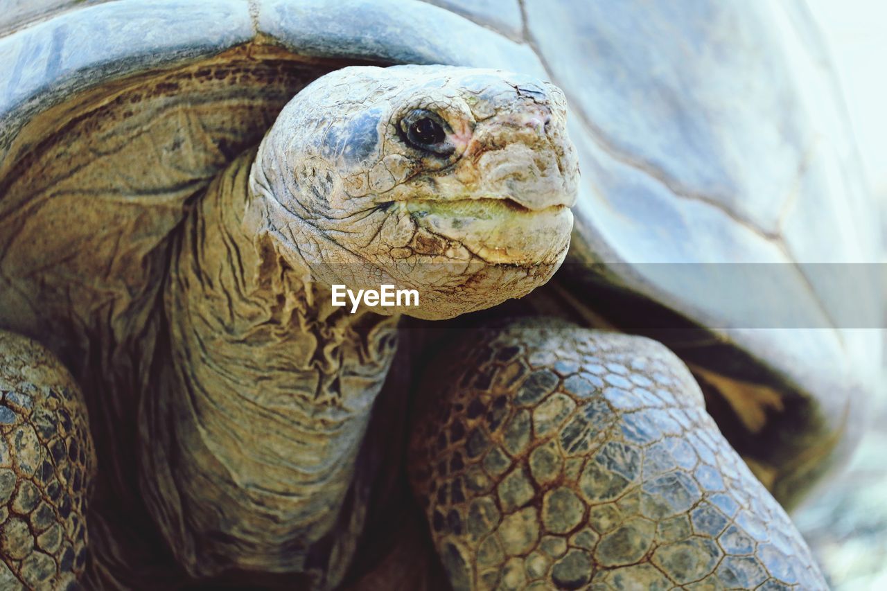 Close-up of a tortoise 