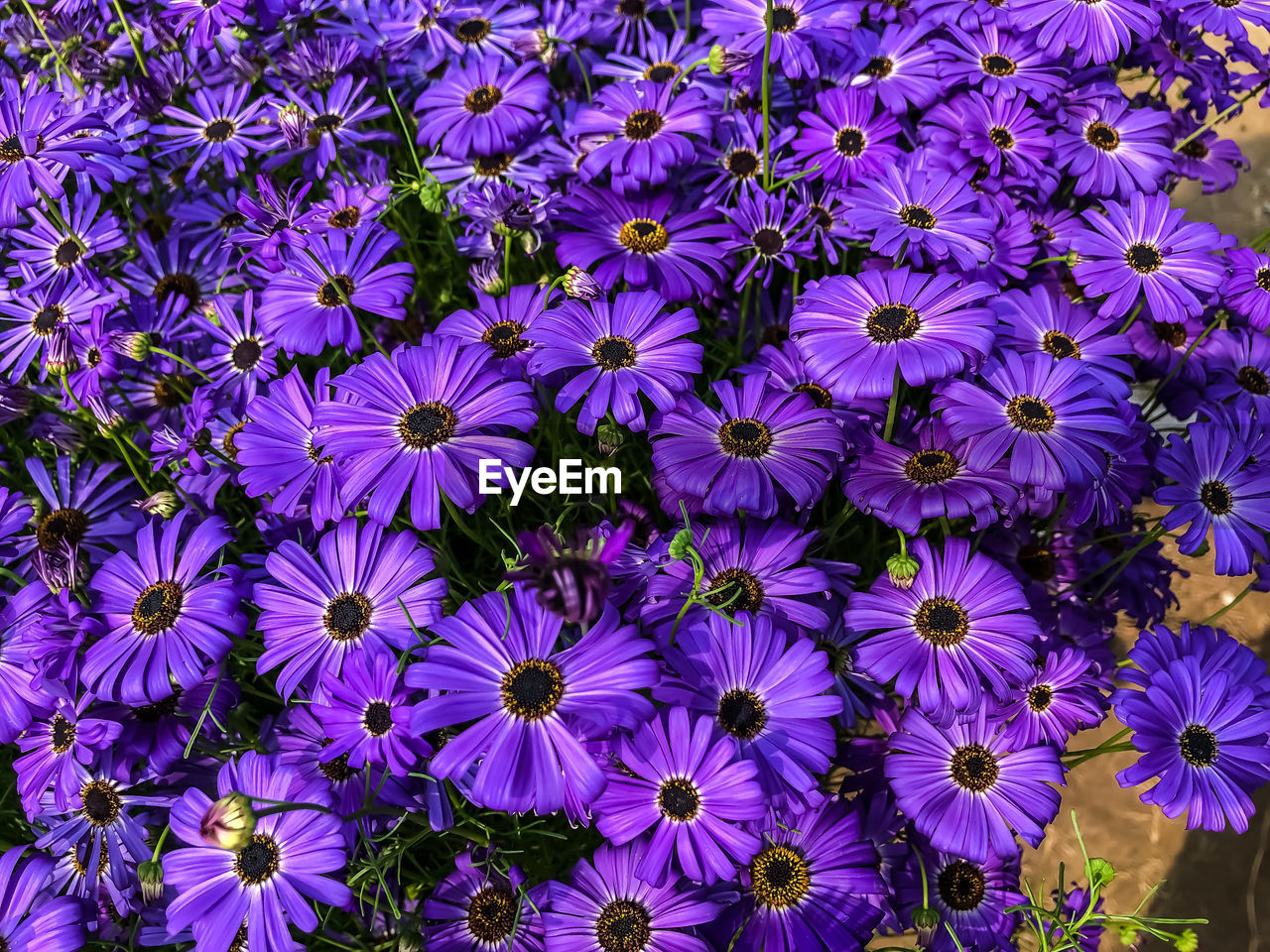 High angle view of purple flowers