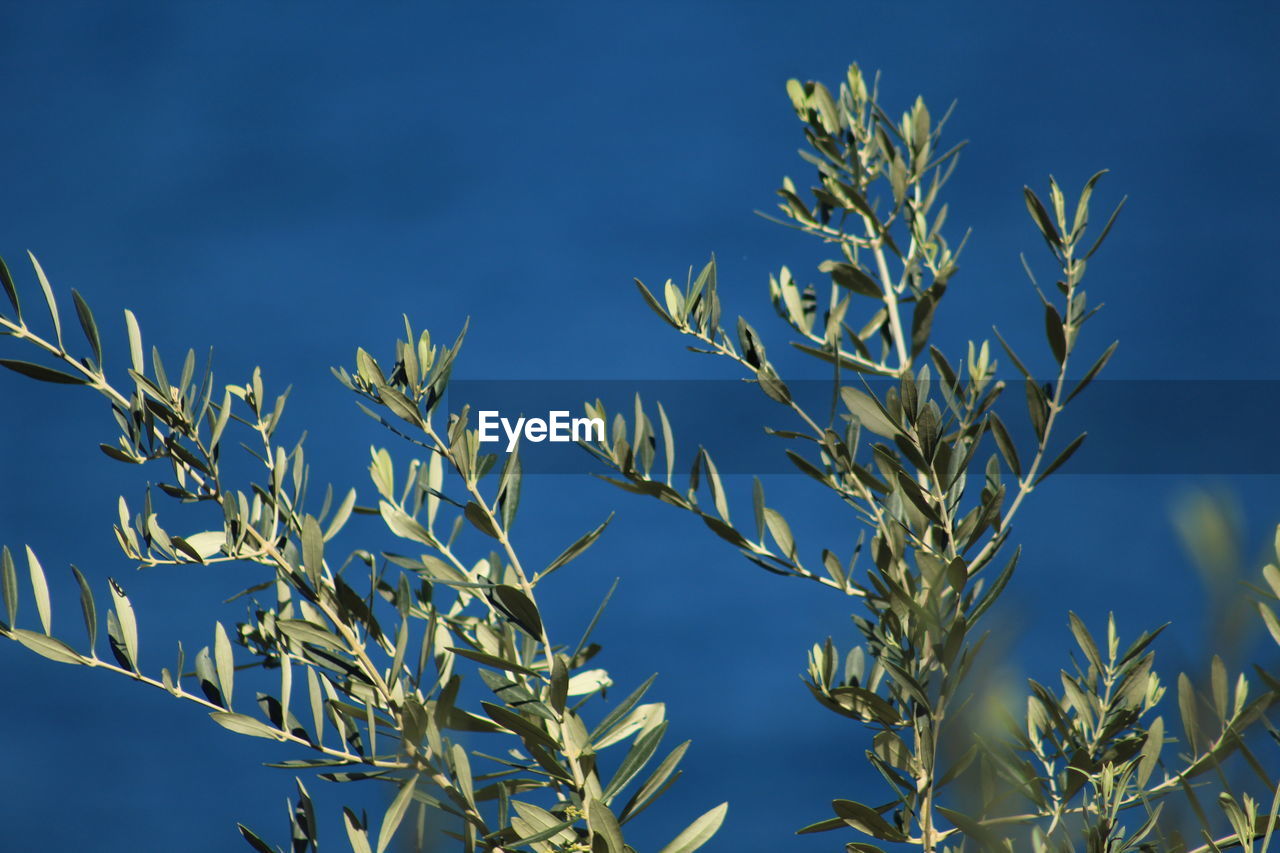 CLOSE-UP OF STALKS AGAINST CLEAR BLUE SKY